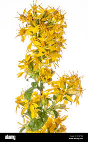 Image result for Solidago virgaurea