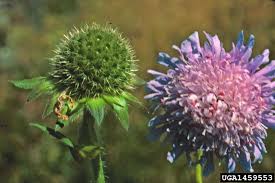 Image result for Knautia arvensis