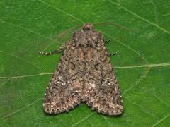 Attēlu rezultāti vaicājumam “Mamestra brassicae”