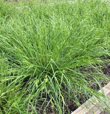 Attēlu rezultāti vaicājumam “Carex globularis”
