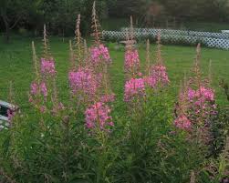 Attēlu rezultāti vaicājumam “Epilobium angustifolium leaf”