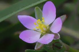 Attēlu rezultāti vaicājumam “Spergularia rubra leaf”