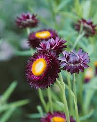 Image result for Helichrysum bracteatum