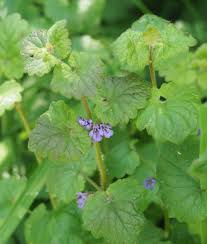 Attēlu rezultāti vaicājumam “Glechoma hederacea”