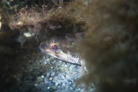 Image result for Centropristis striata