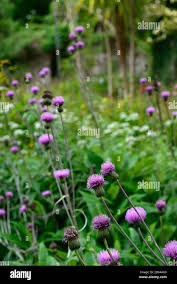 Attēlu rezultāti vaicājumam “Cirsium heterophyllum”