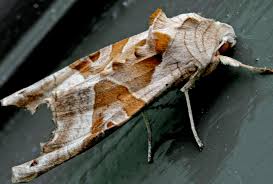 Attēlu rezultāti vaicājumam “Phlogophora meticulosa”