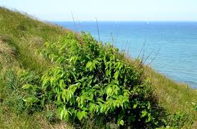 Attēlu rezultāti vaicājumam “Salix pentandra”