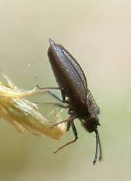 Attēlu rezultāti vaicājumam “Acalypta carinata”