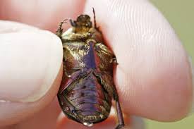 Attēlu rezultāti vaicājumam “Liocola lugubris”