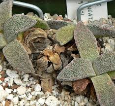 Attēlu rezultāti vaicājumam “Aloina rigida sporophyte”