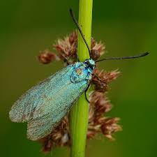 Attēlu rezultāti vaicājumam “Adscita statices”