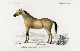 Attēlu rezultāti vaicājumam “Equus ferus caballus”