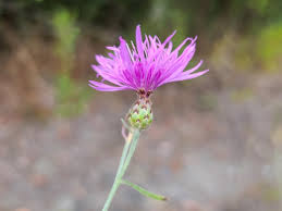 Attēlu rezultāti vaicājumam “Centaurea stoebe fruit”