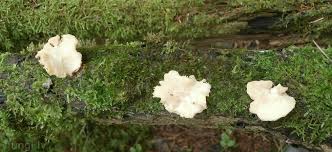 Attēlu rezultāti vaicājumam “Lentinus suavissimus”