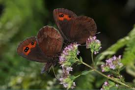 Attēlu rezultāti vaicājumam “Erebia aethiops upperside”