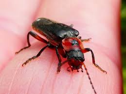 Attēlu rezultāti vaicājumam “Cantharis fusca”