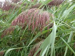 Attēlu rezultāti vaicājumam “Phragmites communis flower”