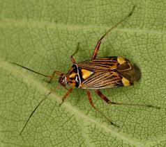 Attēlu rezultāti vaicājumam “Rhabdomiris striatellus imago”