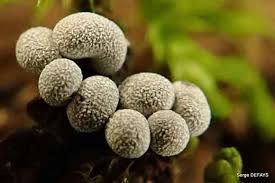 Attēlu rezultāti vaicājumam “Badhamia melanospora macro”