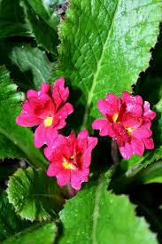 Attēlu rezultāti vaicājumam “Primula”