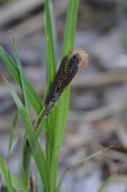 Attēlu rezultāti vaicājumam “Carex acuta”