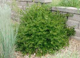 Attēlu rezultāti vaicājumam “Ribes alpinum”