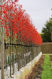 Attēlu rezultāti vaicājumam “Sorbus intermedia”