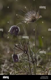 Attēlu rezultāti vaicājumam “Pulsatilla pratensis fruit”