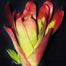 Image result for buaaambulancia