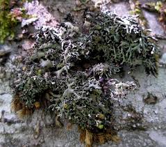 Attēlu rezultāti vaicājumam “Hypogymnia vittata”