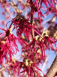 Attēlu rezultāti vaicājumam “Hamamelis japonica”