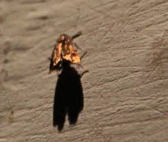 Attēlu rezultāti vaicājumam “Pammene rhediella”