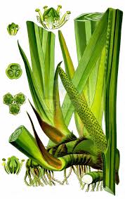 Attēlu rezultāti vaicājumam “Acoraceae”