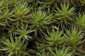 Attēlu rezultāti vaicājumam “Polytrichum piliferum”