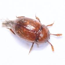 Attēlu rezultāti vaicājumam “Leiodidae”