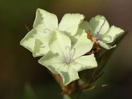 Attēlu rezultāti vaicājumam “Campanula trachelium leaf”