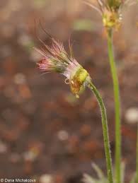Attēlu rezultāti vaicājumam “Pulsatilla patens bud”