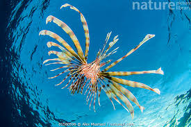 Image result for Pterois volitans