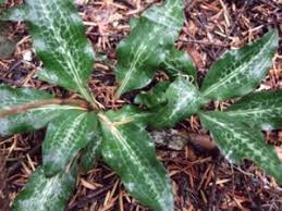 Attēlu rezultāti vaicājumam “Goodyera repens fruit”