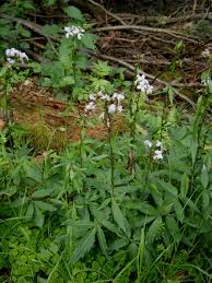 Attēlu rezultāti vaicājumam “Cardamine bulbifera leaf”