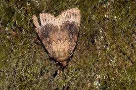 Attēlu rezultāti vaicājumam “Amphipyra perflua”