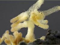 Attēlu rezultāti vaicājumam “Heterotrichia obvelata (syn. Arcyria obvelata)”