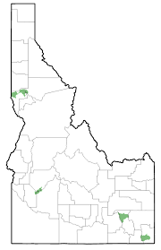 Attēlu rezultāti vaicājumam “Nicrophorus investigator imago”