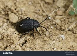 Attēlu rezultāti vaicājumam “Galeruca tanaceti”