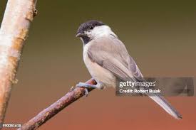 Attēlu rezultāti vaicājumam “Poecile montanus”