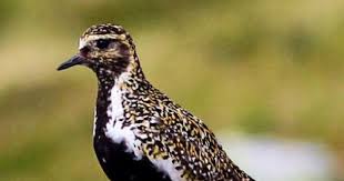 Attēlu rezultāti vaicājumam “Pluvialis apricaria adult”