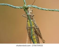 Attēlu rezultāti vaicājumam “Myrmeleotettix maculatus”