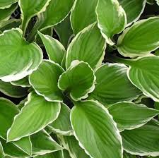 Attēlu rezultāti vaicājumam “Hosta sp. leaf”