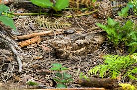 Attēlu rezultāti vaicājumam “Caprimulgus europaeus nest”